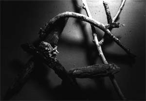 Twigs & Shadow